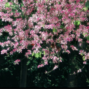 法国捆乳肛门性交
